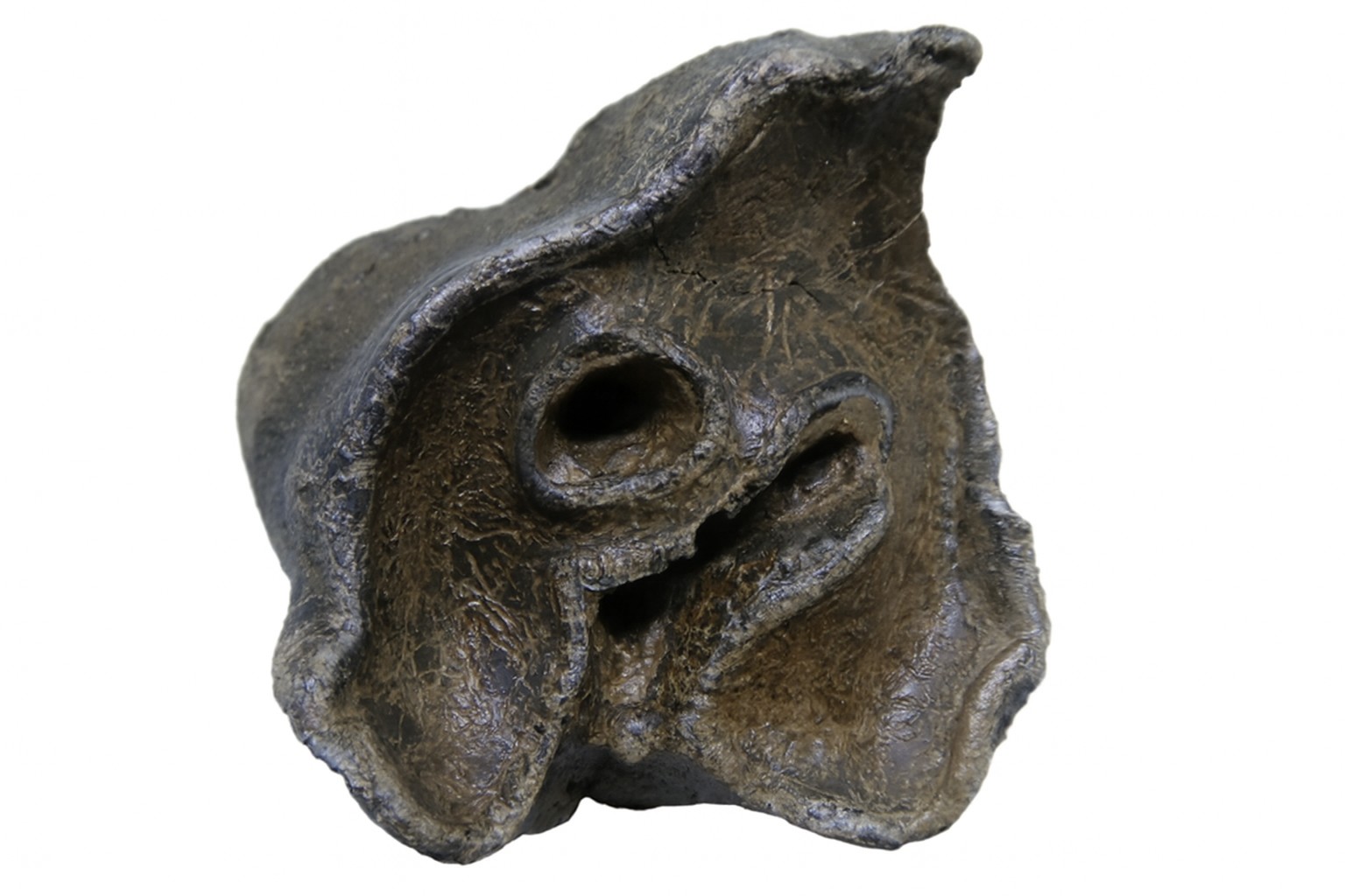 Woolly Rhino Tooth.