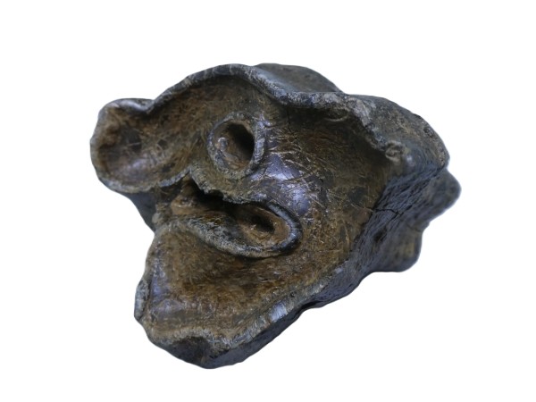 Woolly Rhino Tooth.