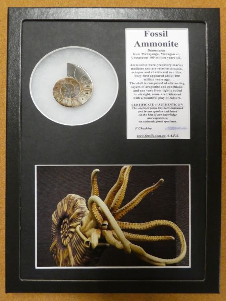 Boxed Desmoceras half.