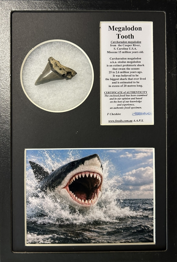 Boxed Carcharadon Megalodon tooth.