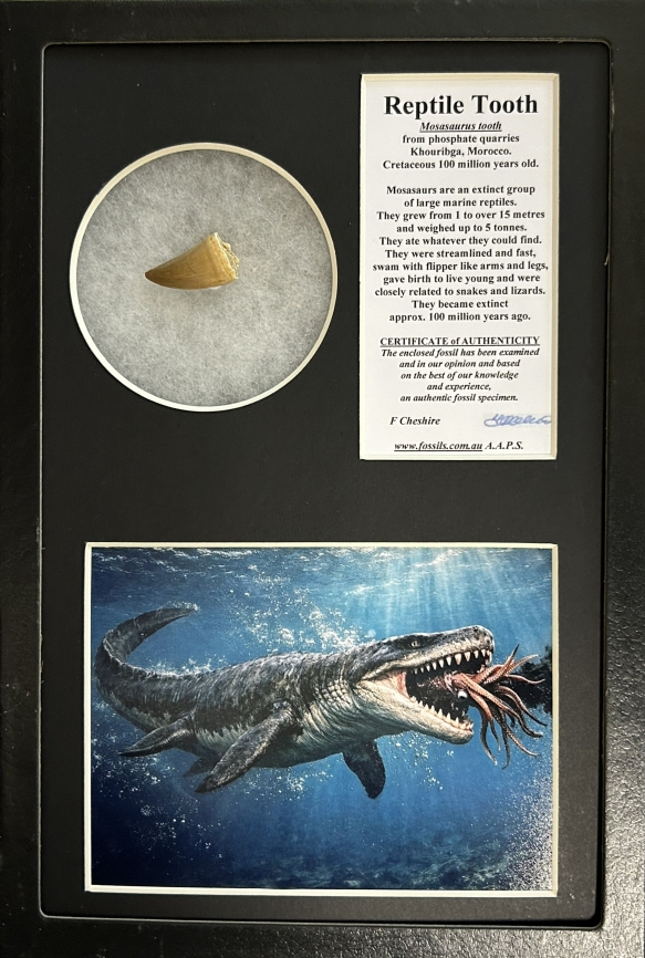 Boxed Mosasaur tooth.