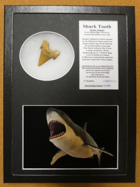 Boxed Otodus obliquus tooth.