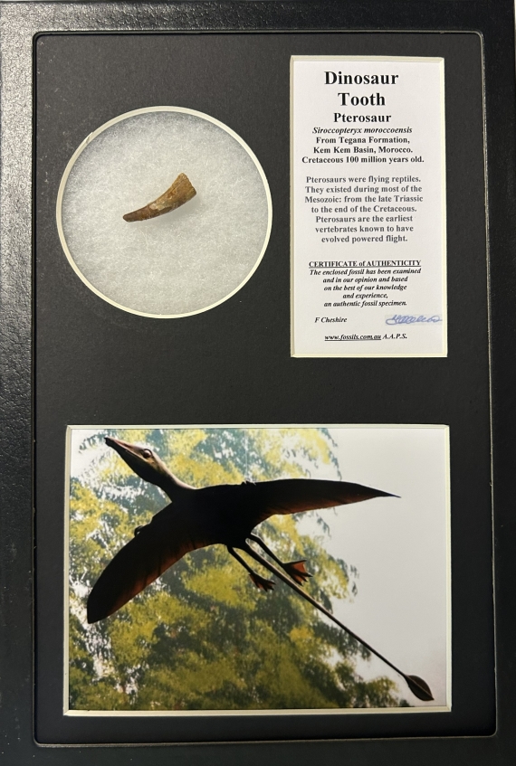 Boxed Pterosaur tooth.