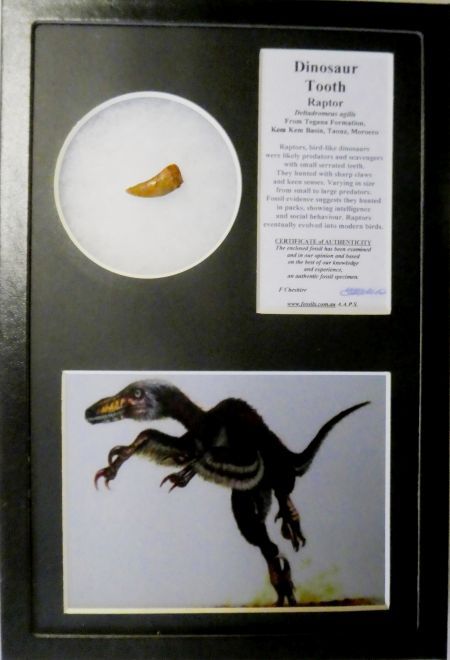 Boxed Raptor tooth.