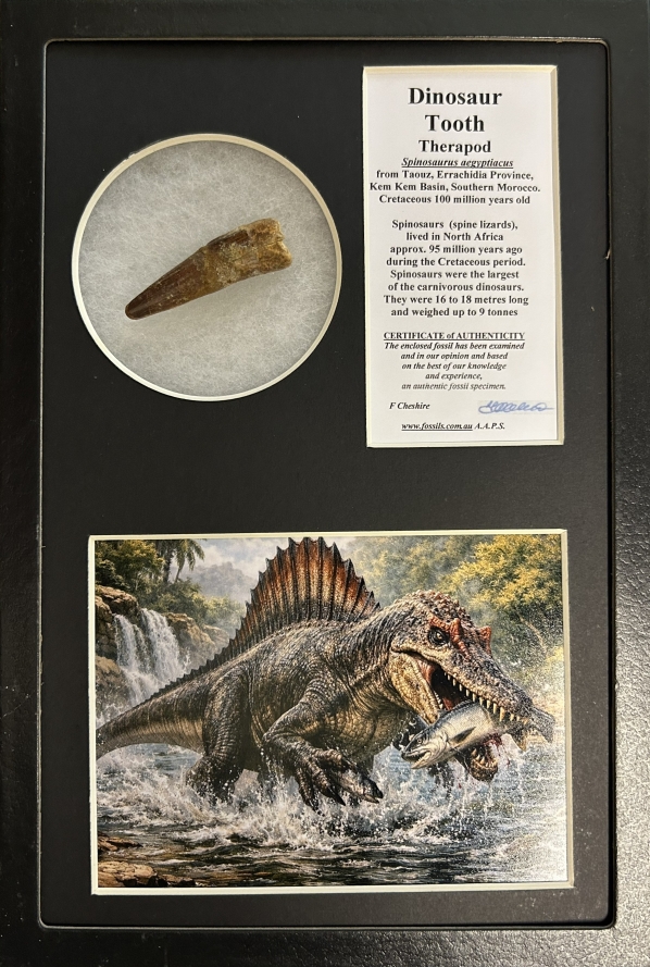 Boxed Spinosaur tooth.