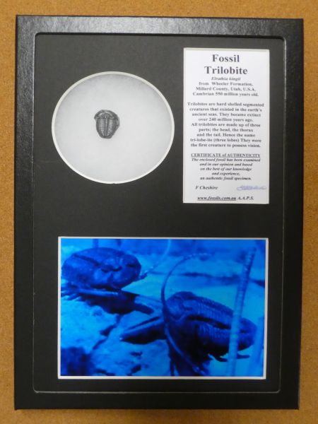 Boxed Elrathia kingii Trilobite.