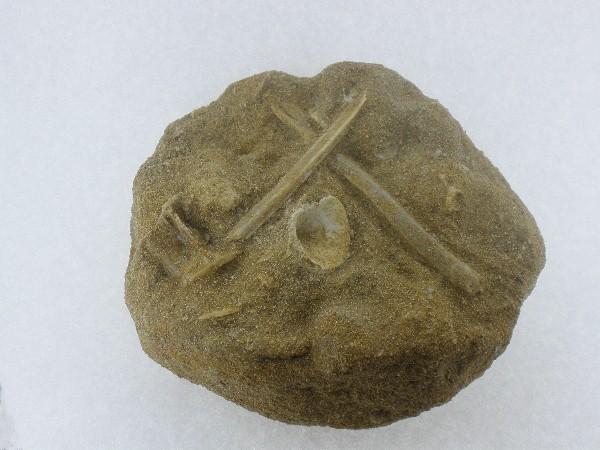 Fish Bones.