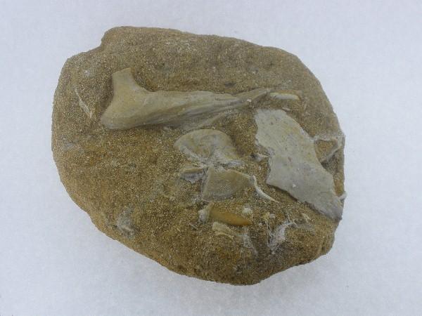 Fish Bones.