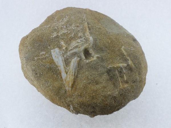 Fish Bones.