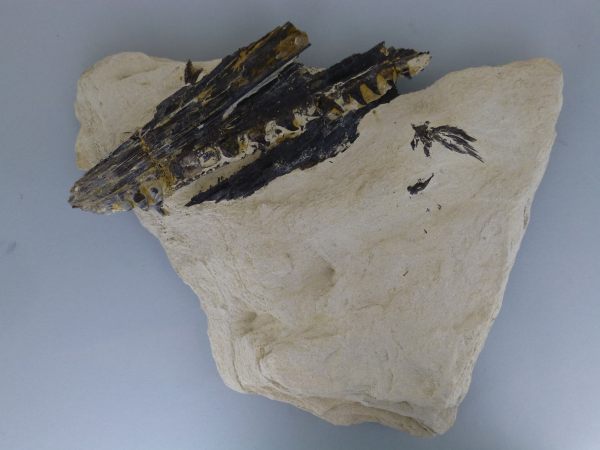 Niobrara Fish Bones