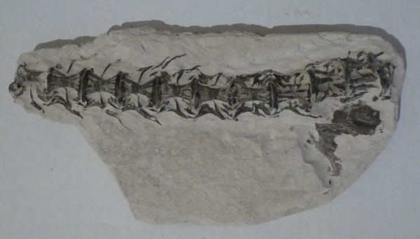 Cimolichthys