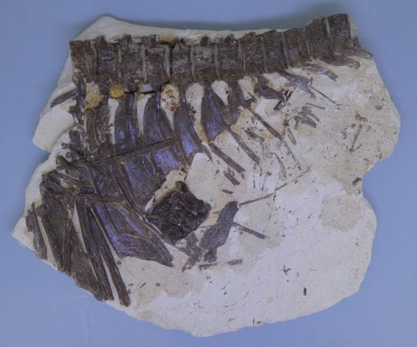 Ichthyodectes