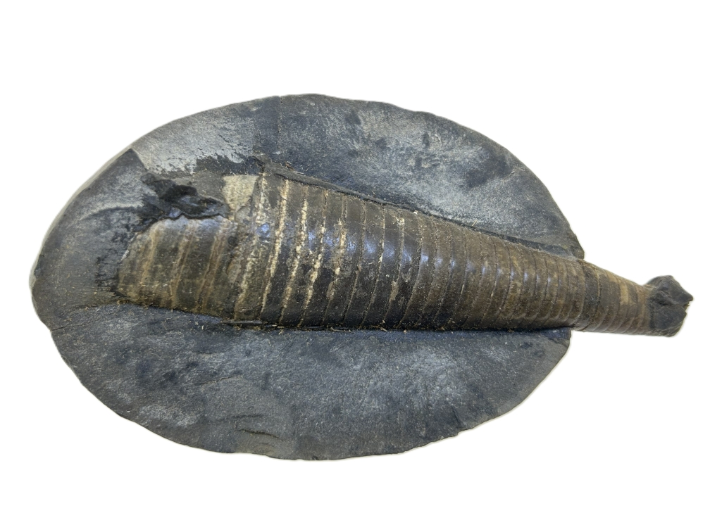 Belemnites