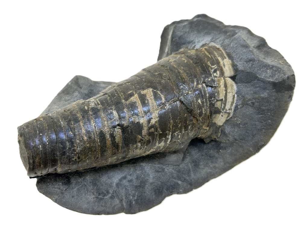 Belemnite.