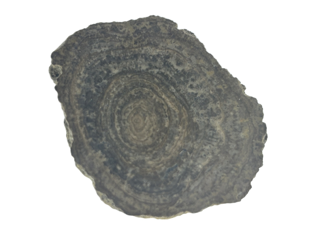 Stromatolite.