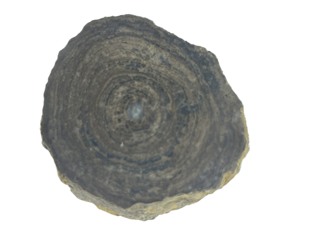 Stromatolite.
