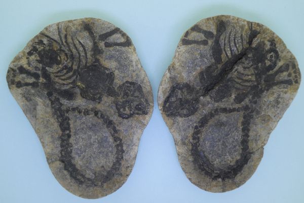 Barasaurus besairiei.