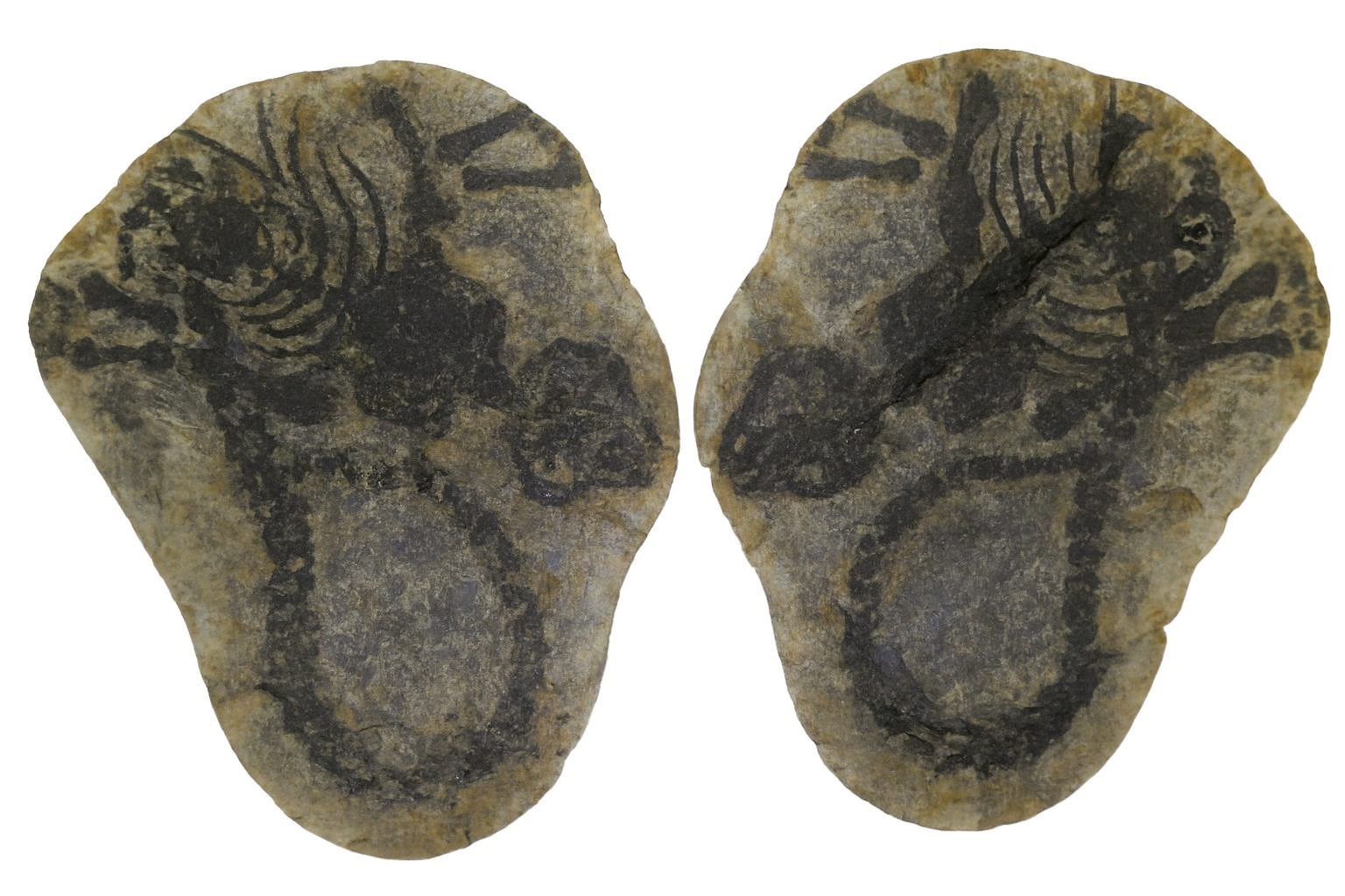 Barasaurus besairiei.