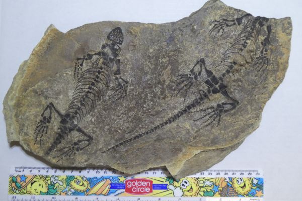 Barasaurus besairiei