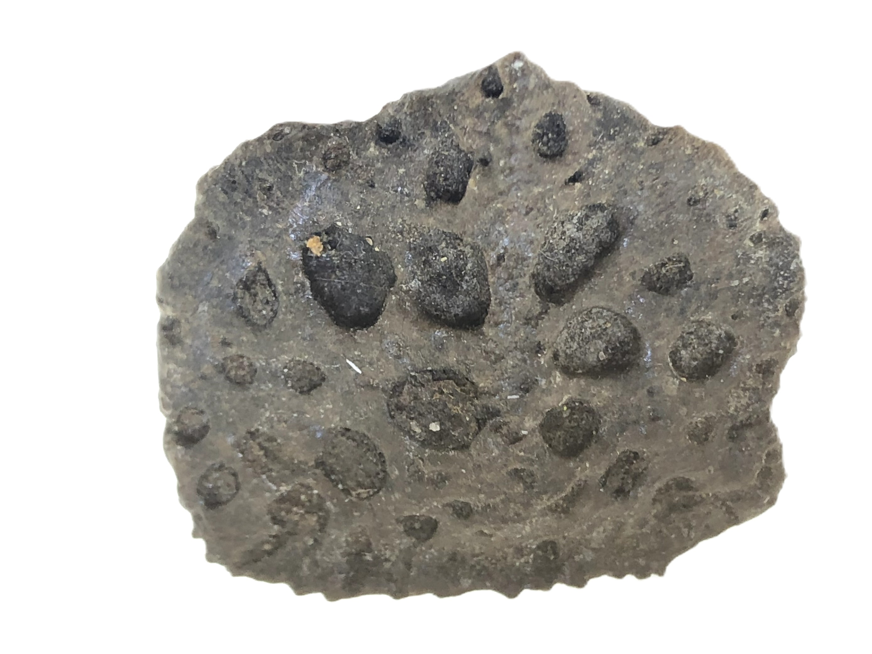 Crocodile Scutes