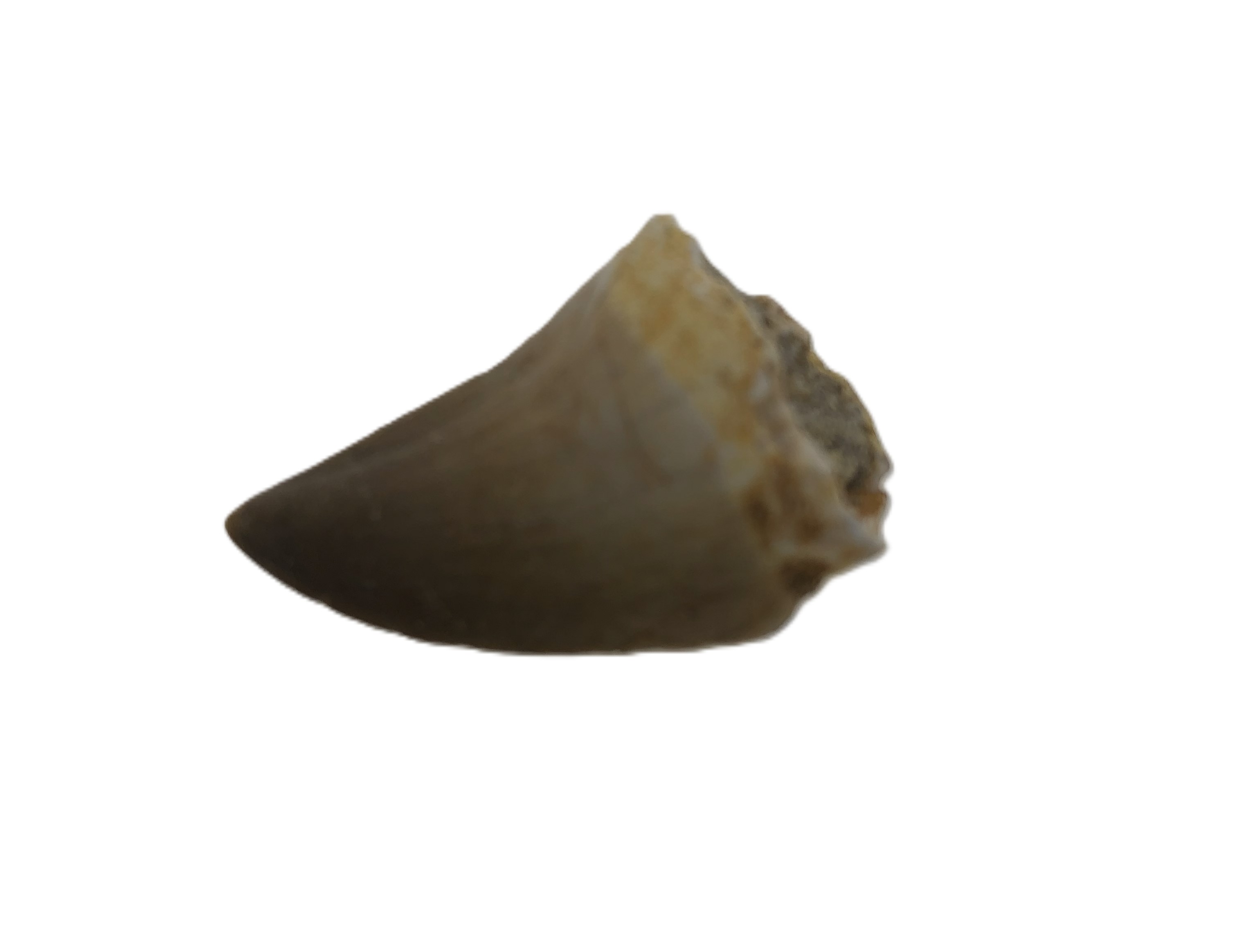 Mosasaurus Tooth.