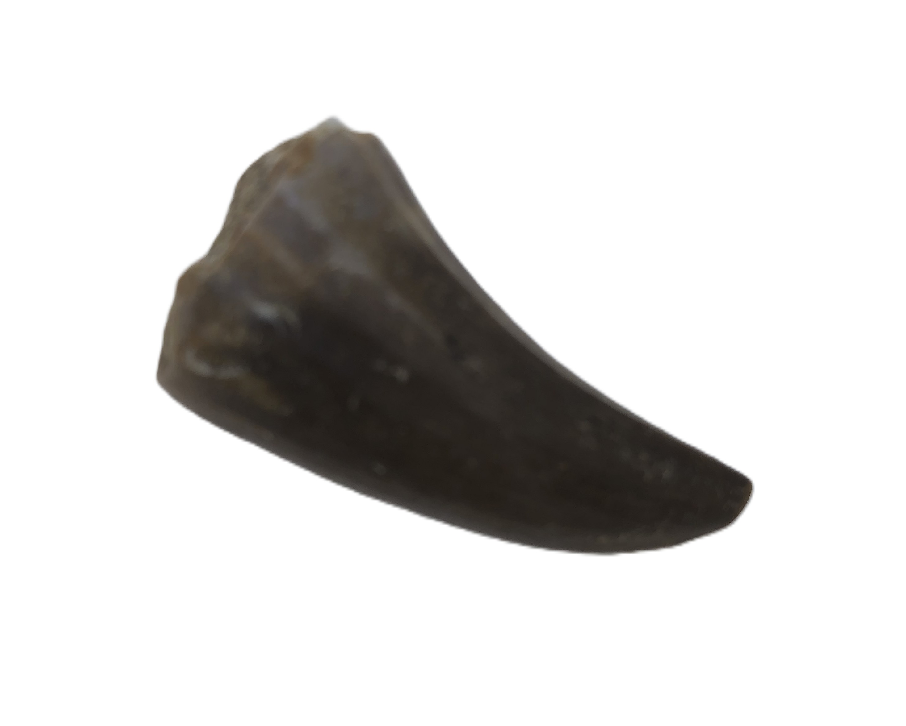 Mosasaurus Tooth.