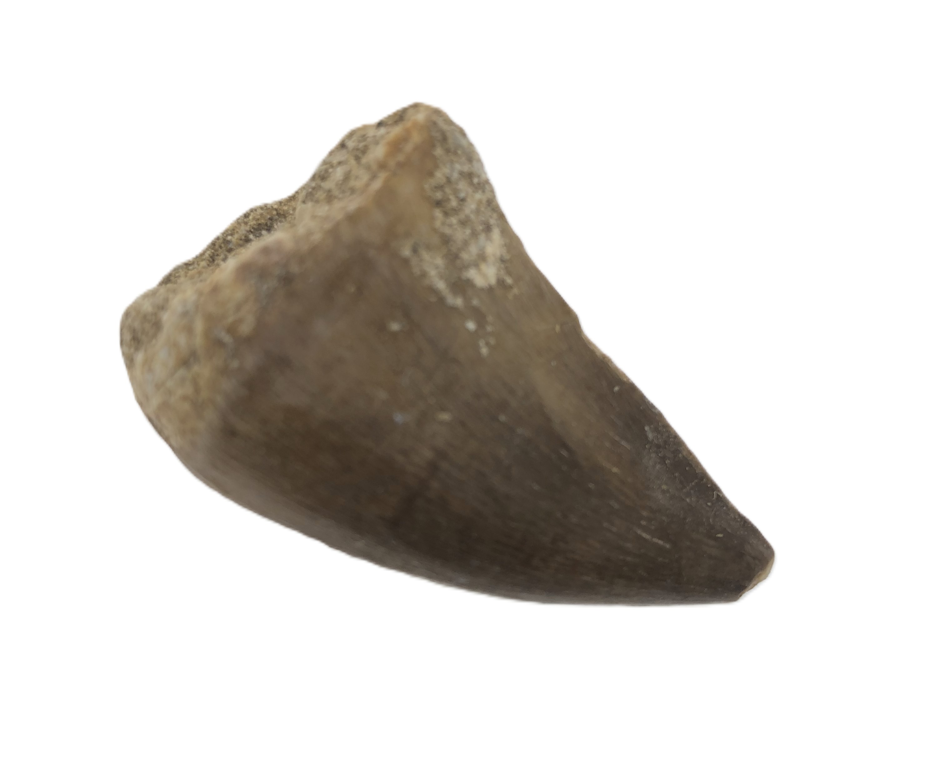Mosasaurus Tooth.
