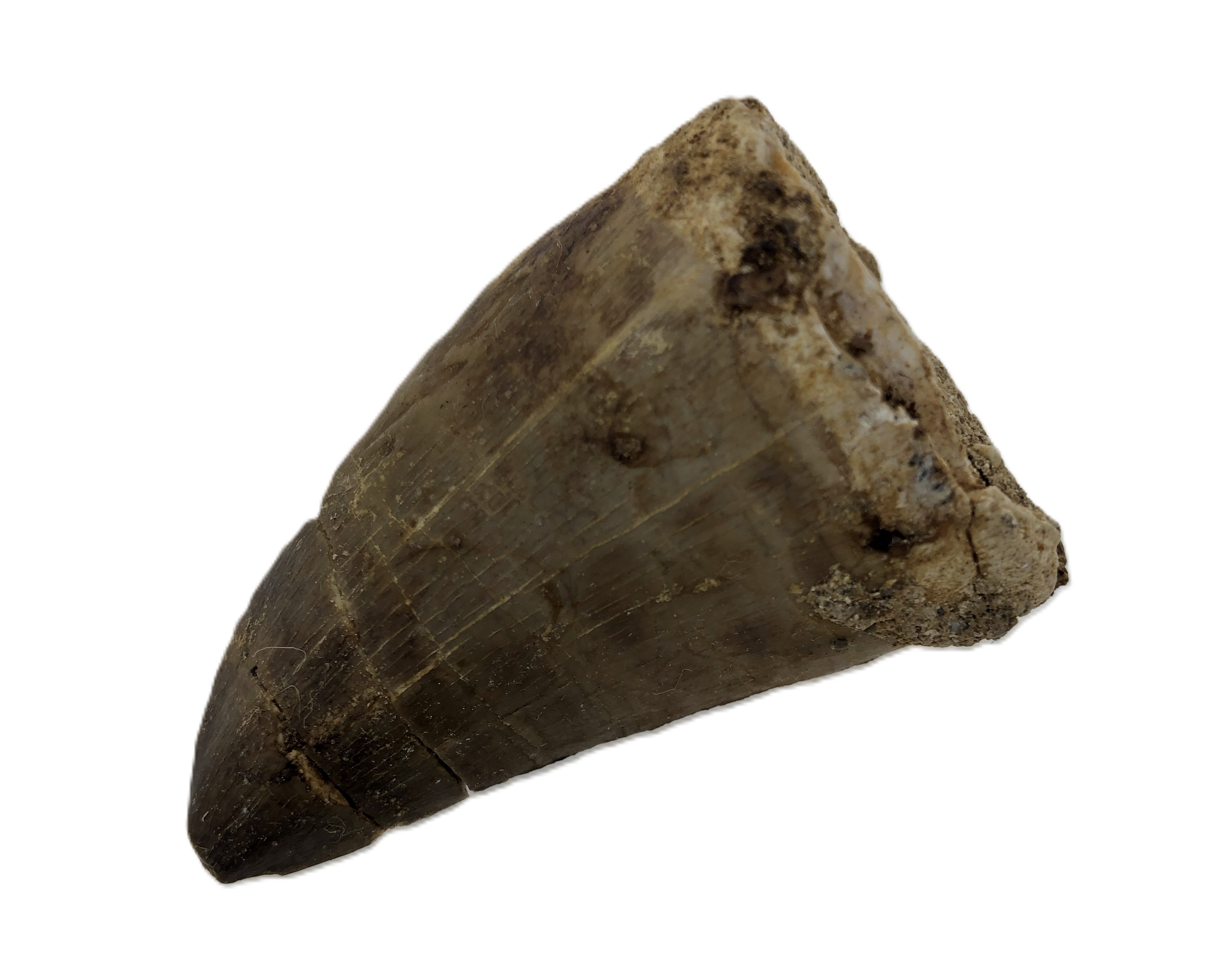 Mosasaurus Tooth.
