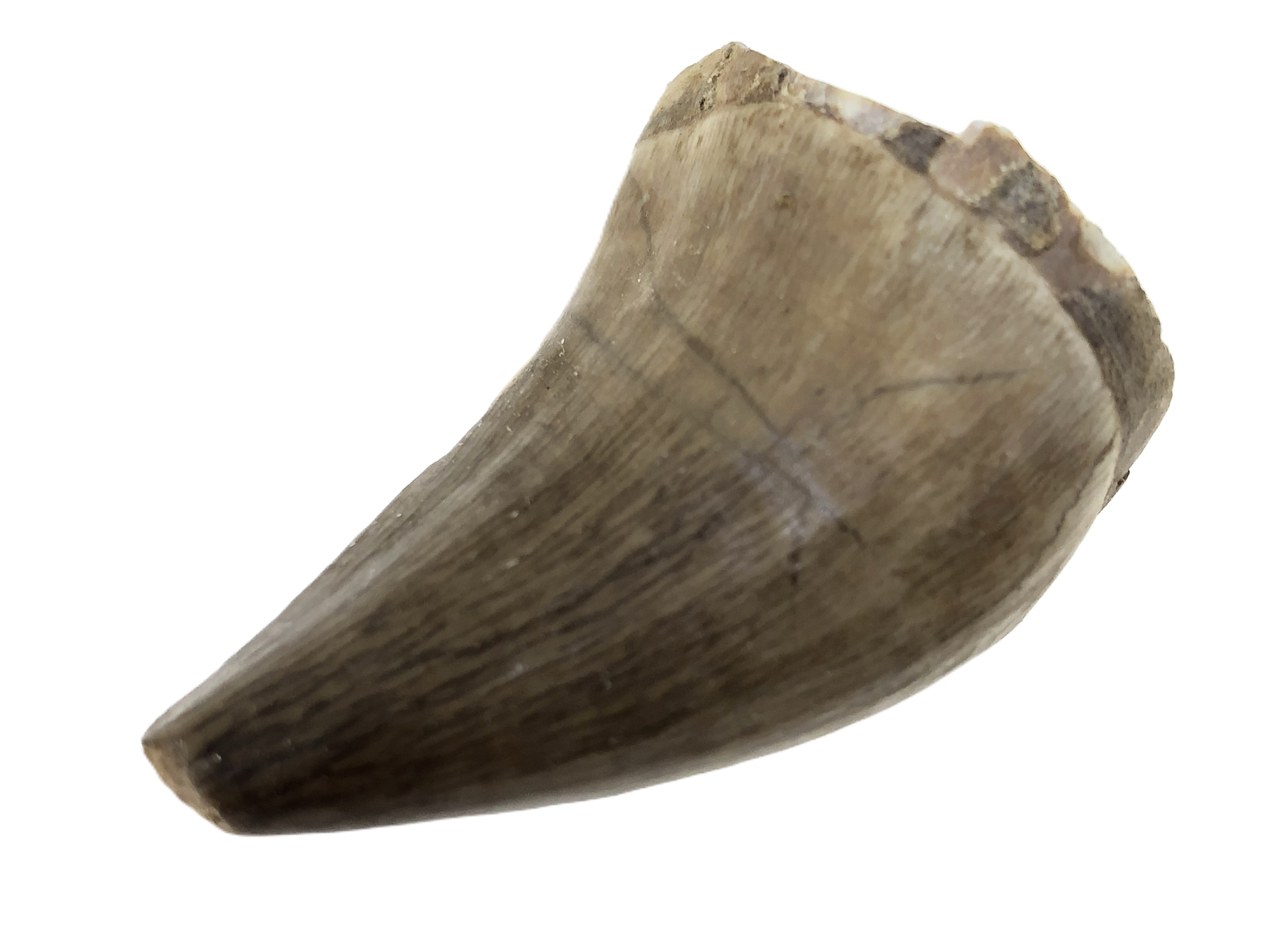Mosasaurus Tooth.