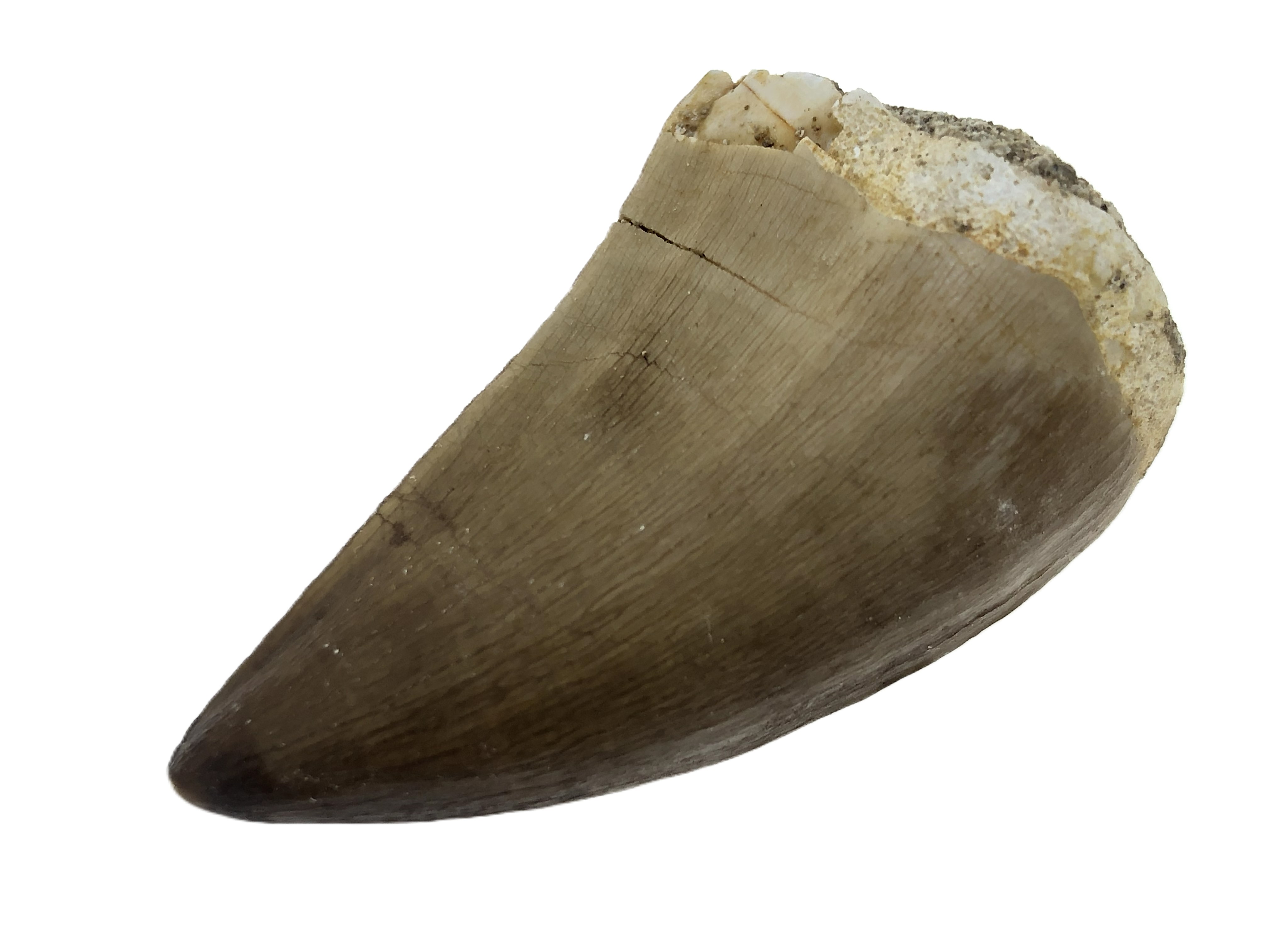 Mosasaurus Tooth.