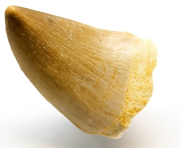 Mosasaur Tooth