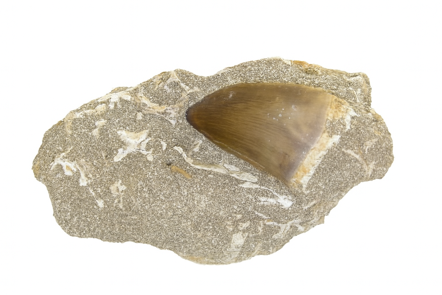 Mosasaurus Tooth in sandstone.