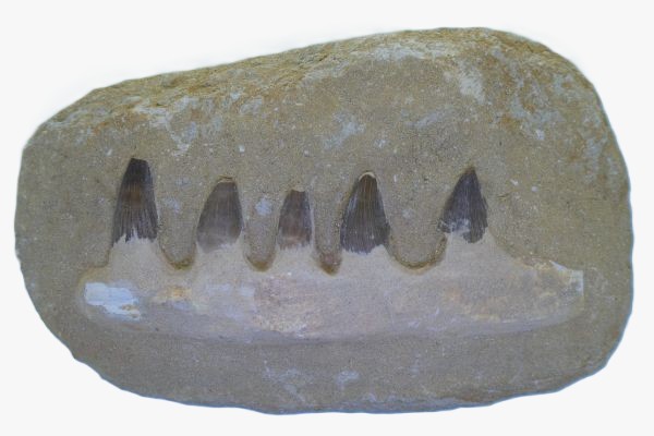 Mosasaur Jaws