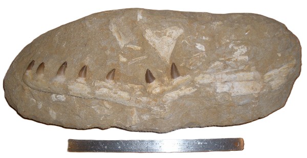 Mosasaurus Jaw.
