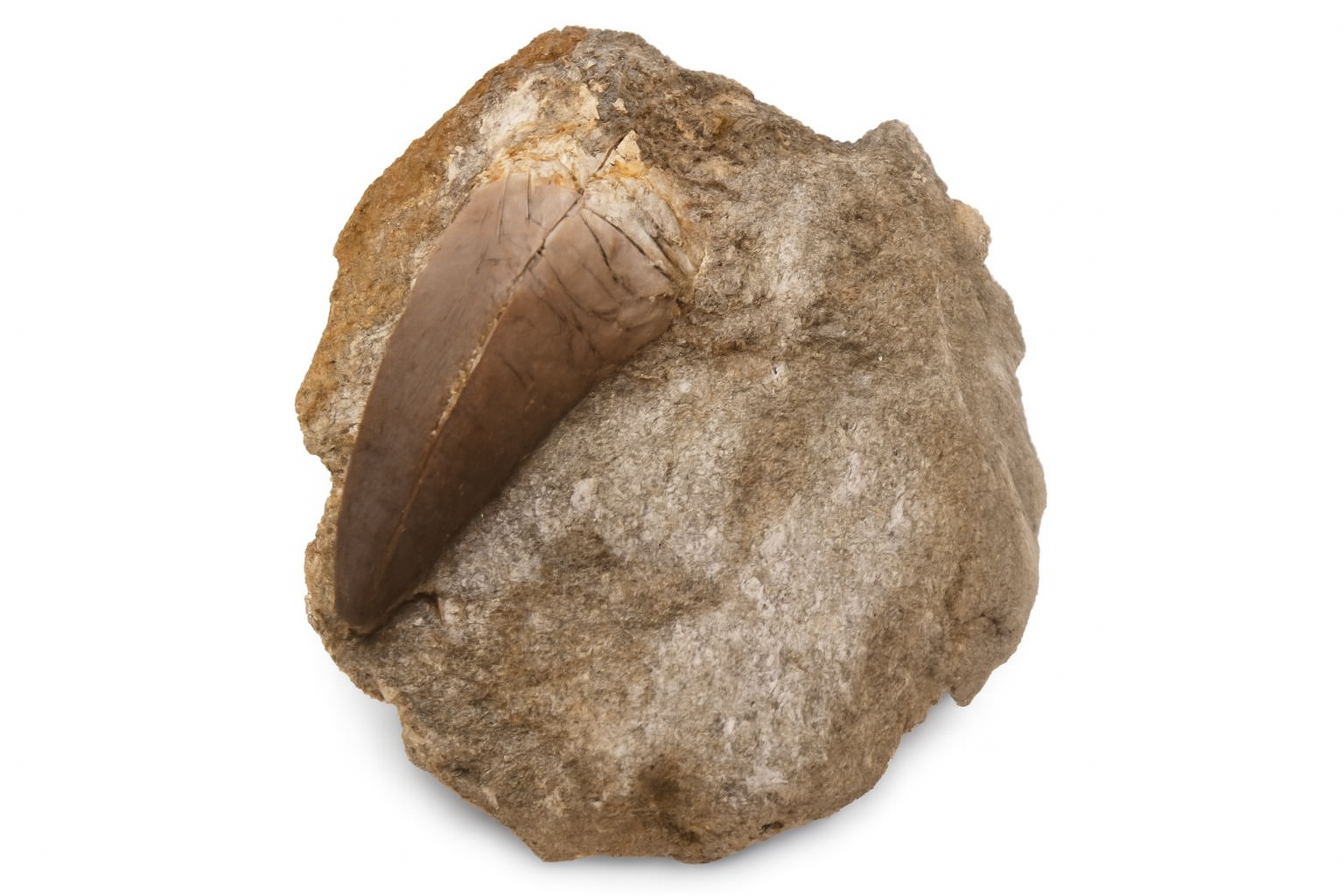 Mosasaurus Tooth in sandstone.