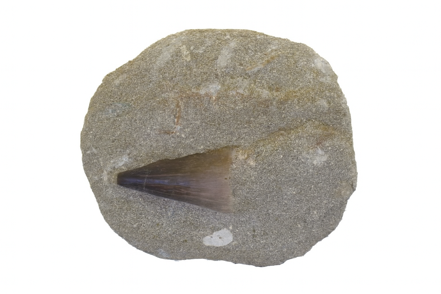 Mosasaurus Tooth in sandstone.