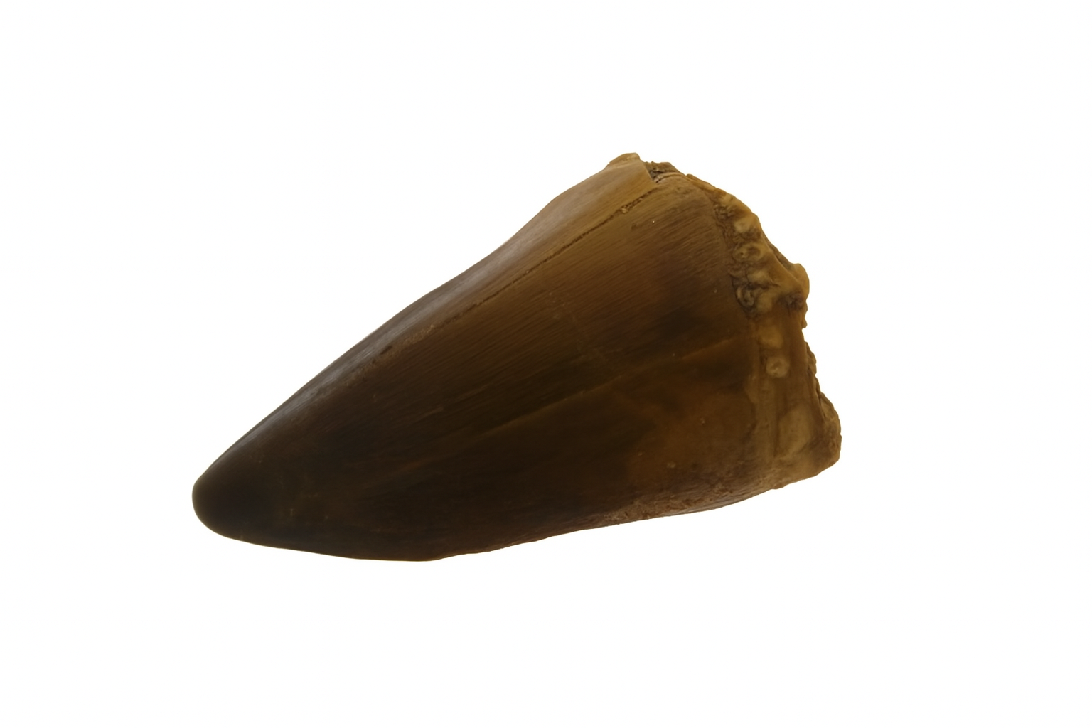 Mosasaurus Tooth.