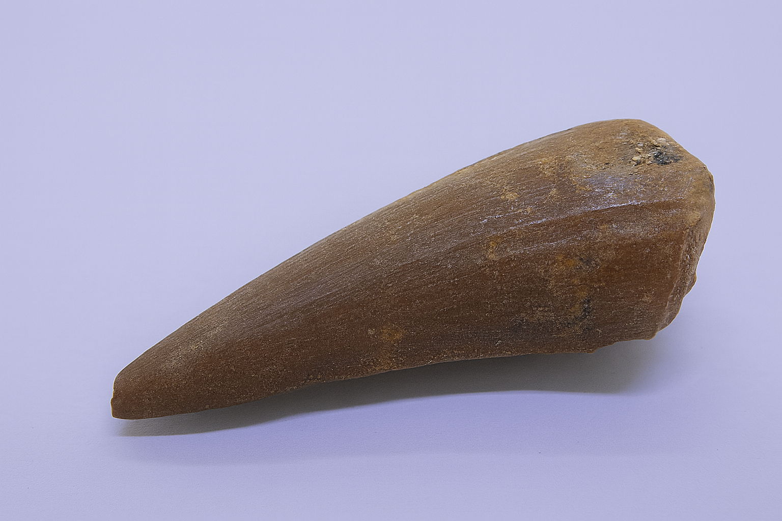 Plesiosaur Tooth