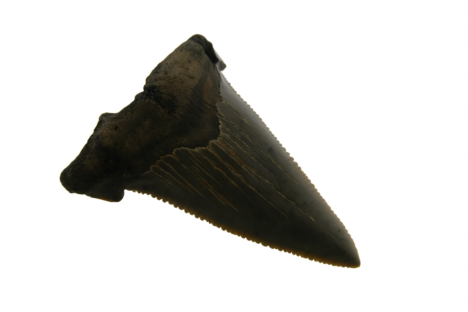 Carcharadon Angustidens