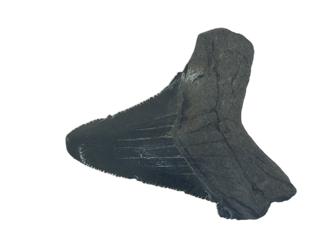 Carcharadon Angustidens