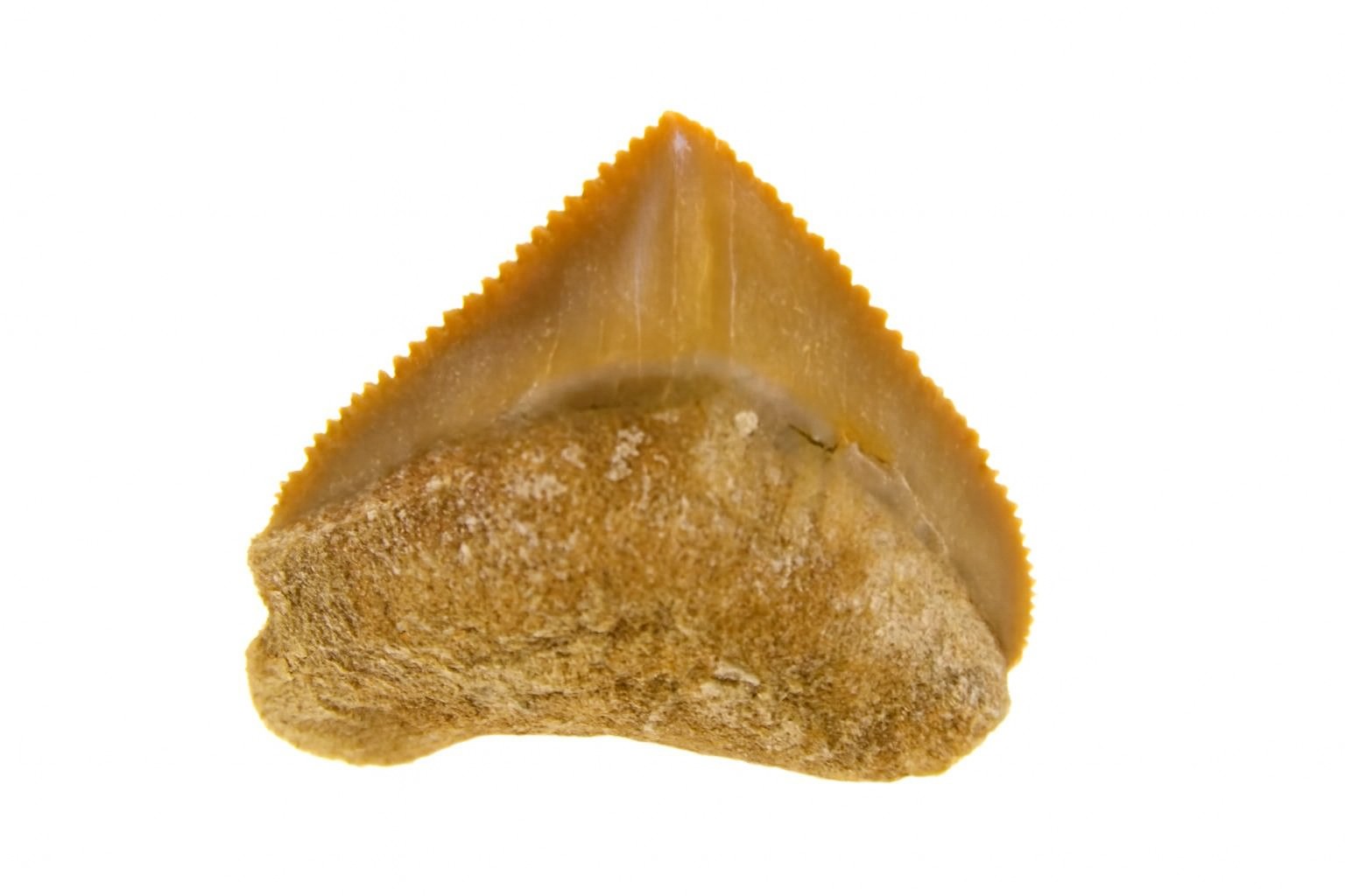 Corax Pristodontus