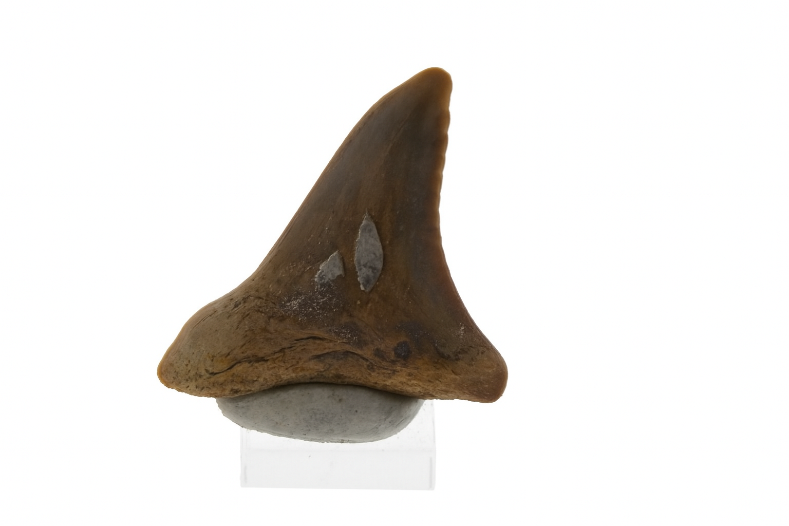 Hemipristis Serra Tooth.