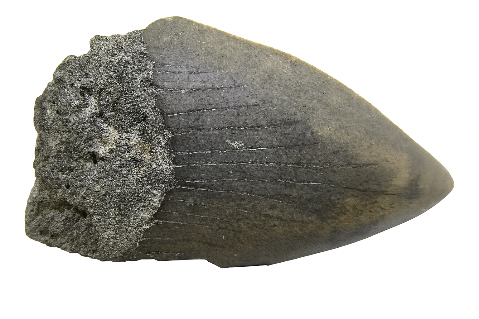 Isurus Hastalis Tooth.