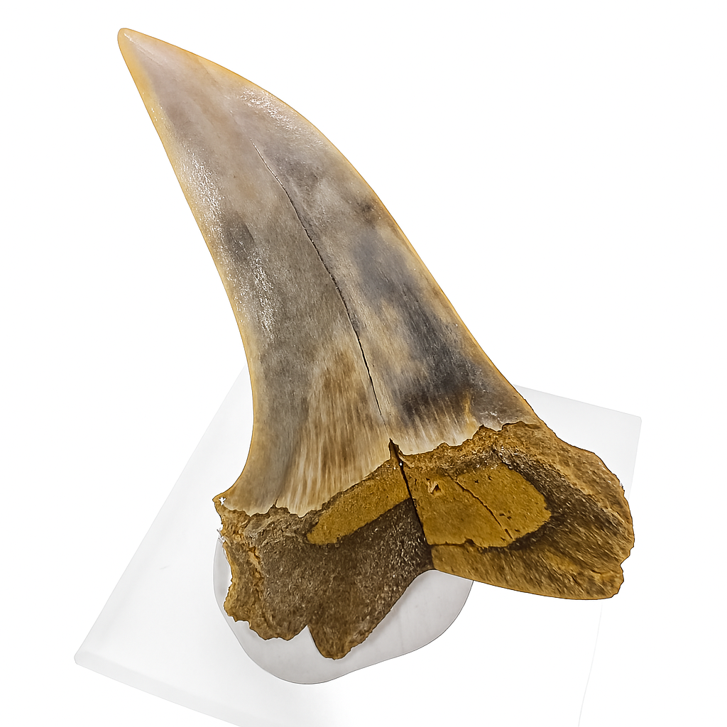 Isurus Planus Tooth.
