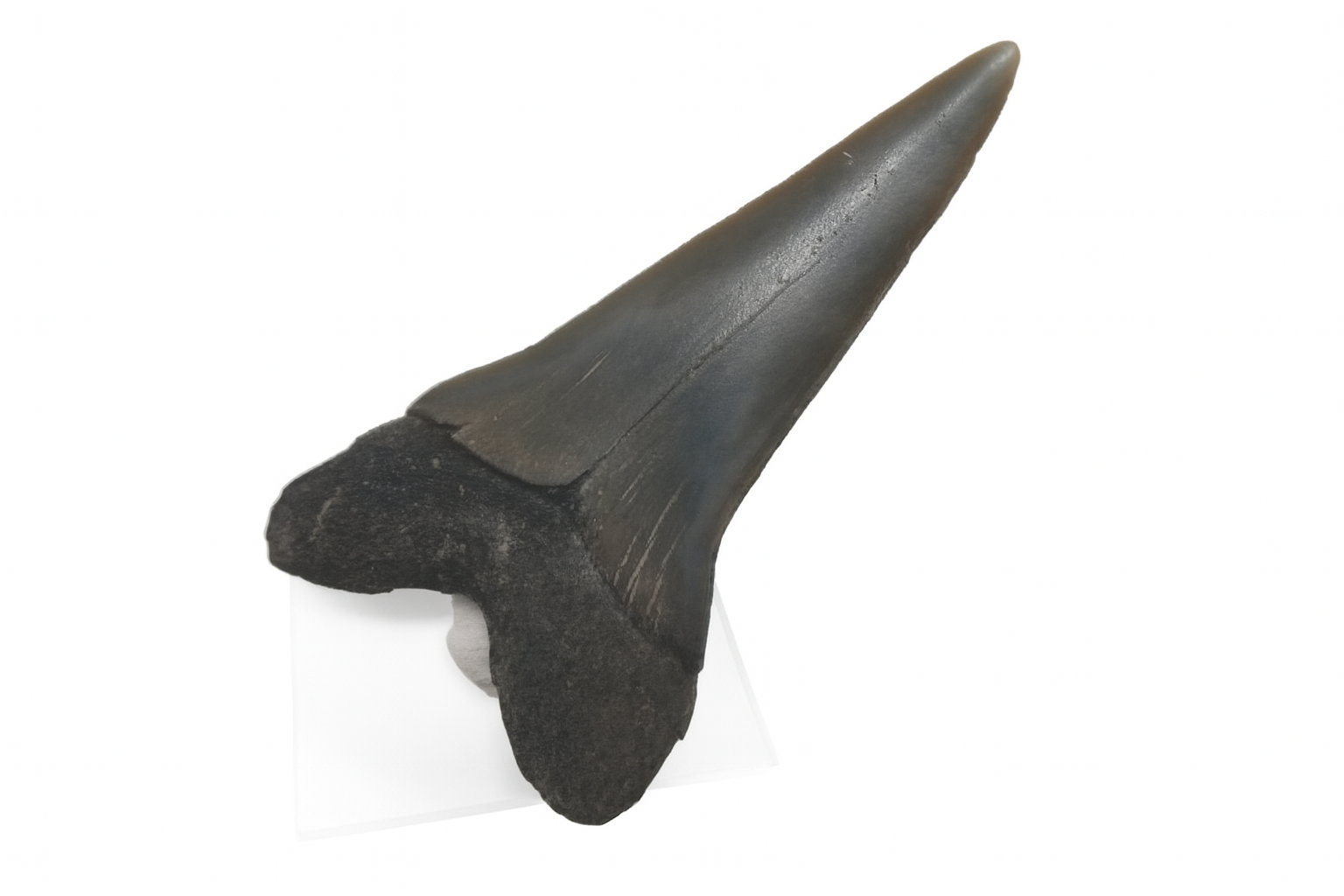 Isurus Hastalis Tooth.