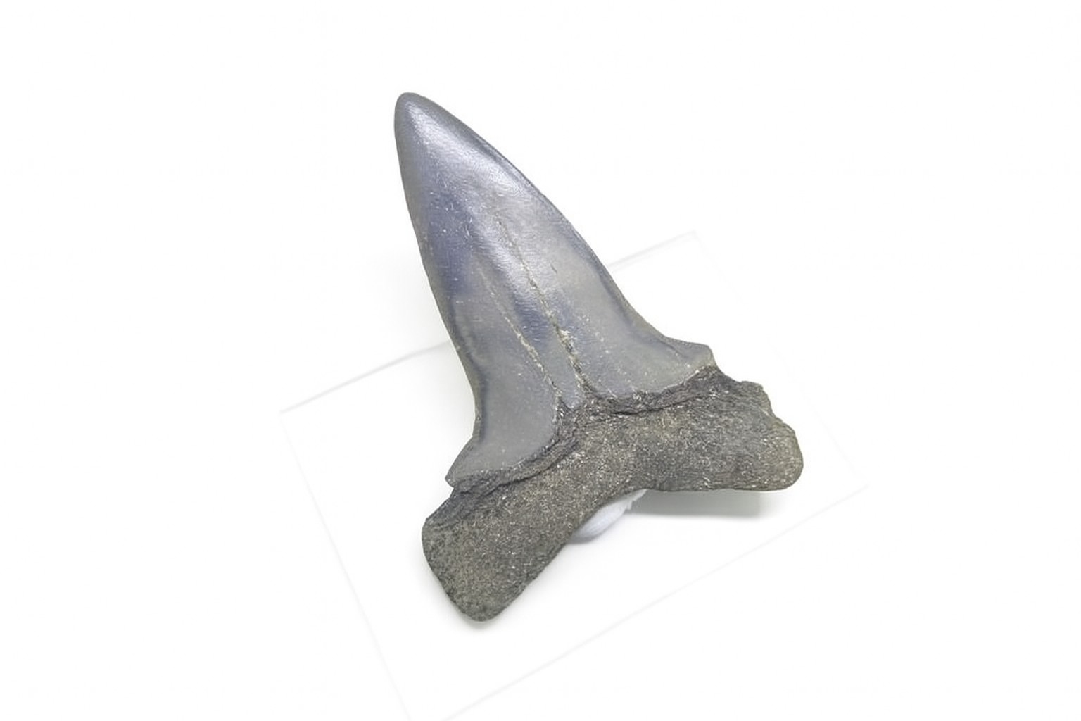 Isurus Hastalis Tooth.