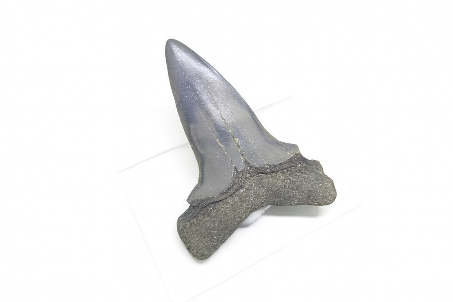 Isurus Hastalis Tooth.