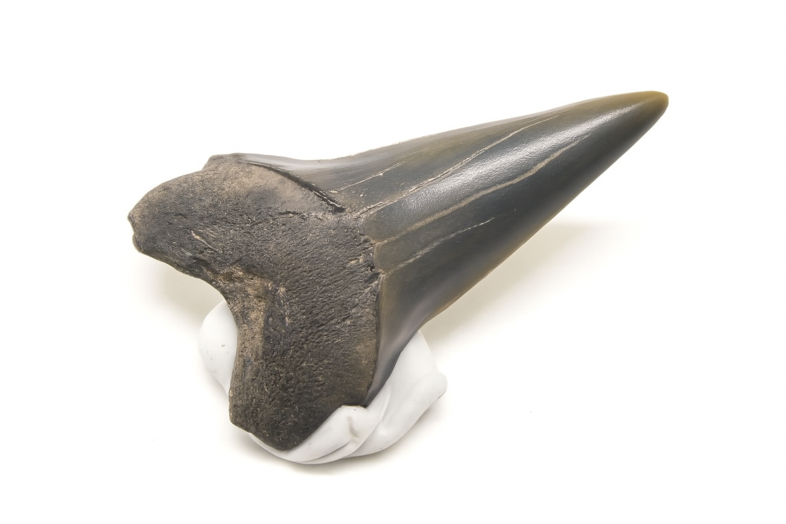 Isurus Hastalis Tooth.