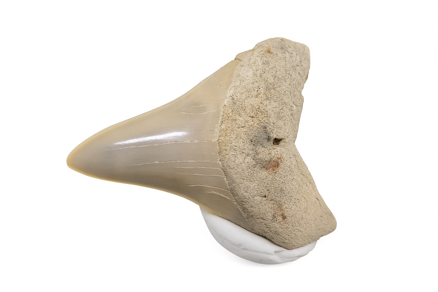 Isurus Hastalis Tooth.