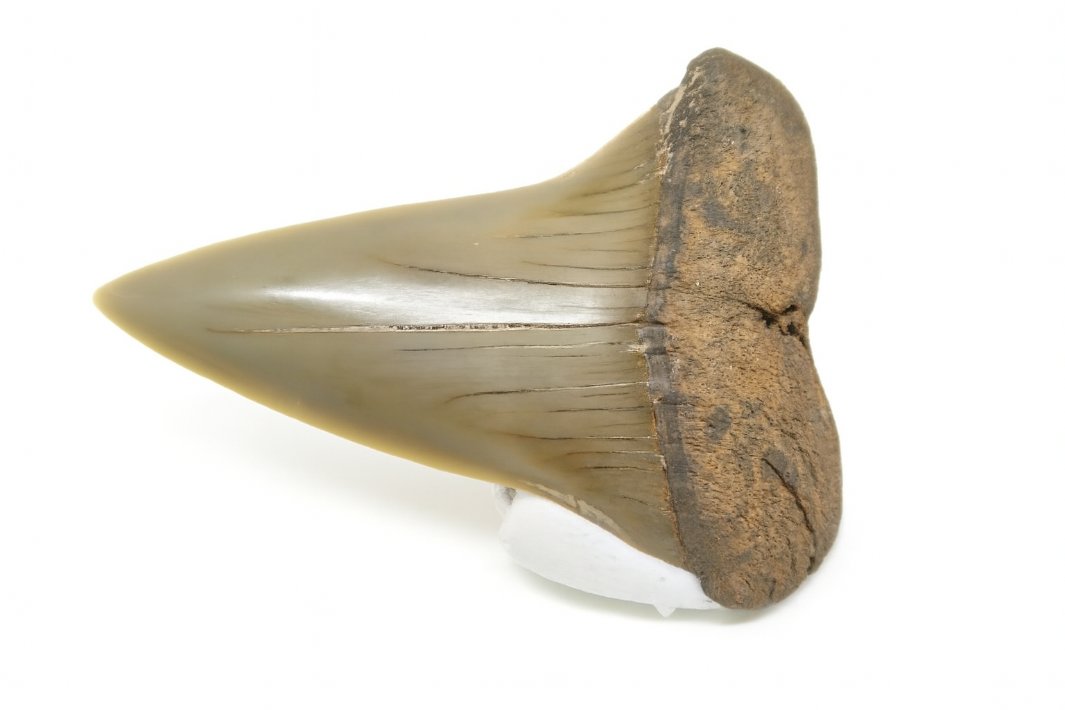 Isurus Hastalis Tooth.